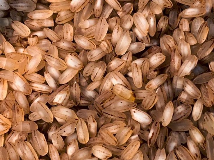 Matta Rice — Kerala Red Rice